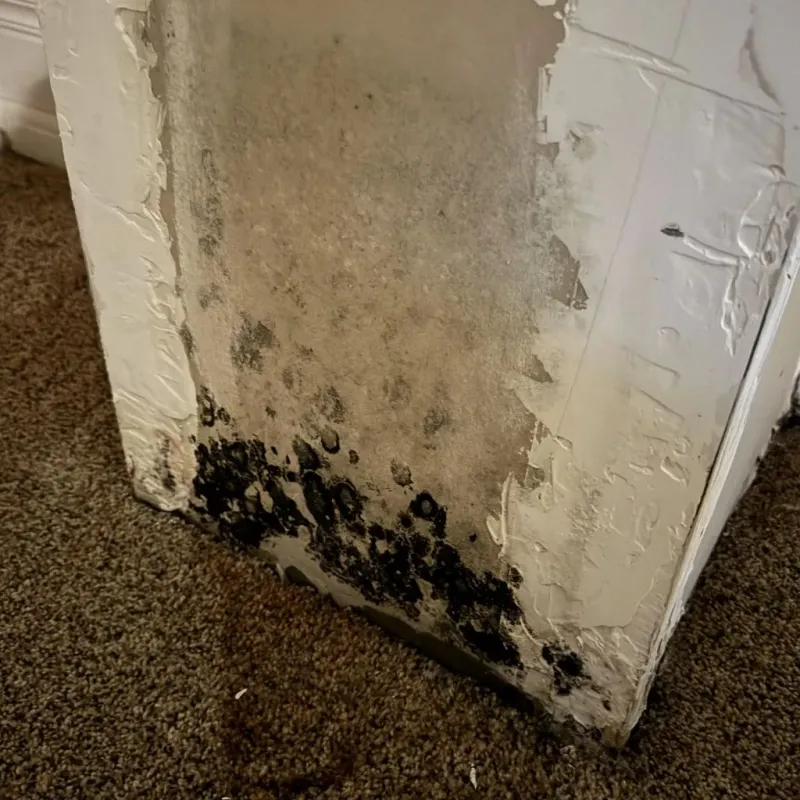 Professional Mold Removal in Murphy, TX